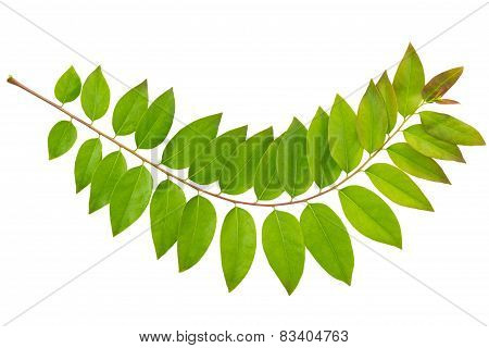 Leaf