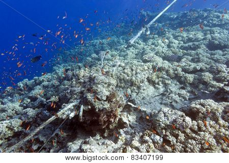 Coral Reef Destroyed By The Mooring Line