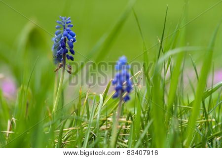 Blue flower