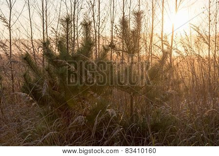 Misty Tree Branches In Bright Sunlight