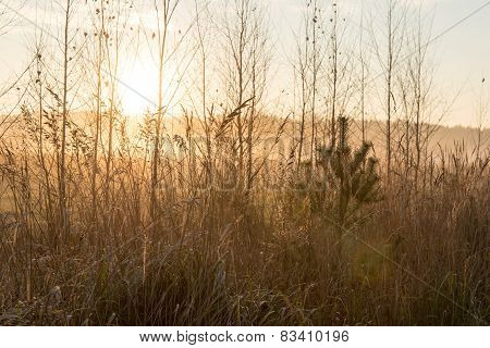 Misty Tree Branches In Bright Sunlight