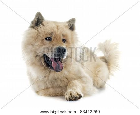 Eurasier
