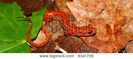 Cave Salamander (Långsvansad lucifuga)