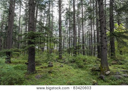 Beautiful Pine Forest