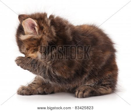 Cute Kitten