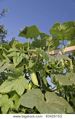 Growing Bio Vegetables In The Northern Bulgaria