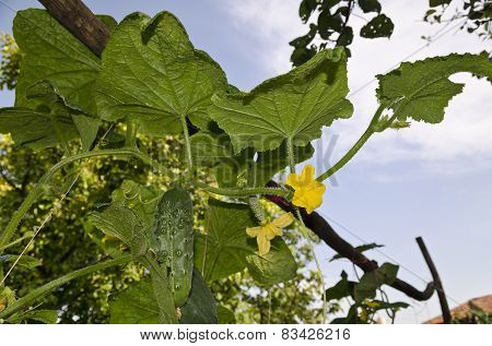 Growing Bio Vegetables In The Northern Bulgaria