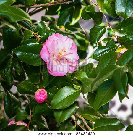 Japanese camellia
