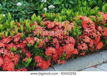 Red Ixora coccinea