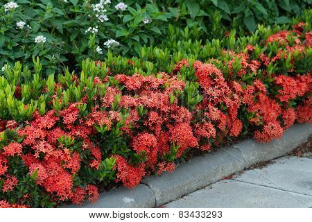 Red Ixora coccinea