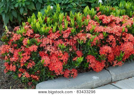 Red Ixora coccinea