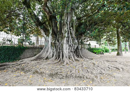 Botanical Garden, Coimbra
