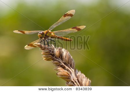 Şeritli Yılanboyungiller (sympetrum Pedemontanum)
