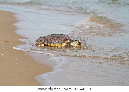 Tomppeli merikilpikonnien (Caretta caretta)