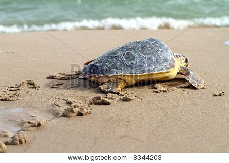 Tomppeli merikilpikonnien (Caretta caretta)