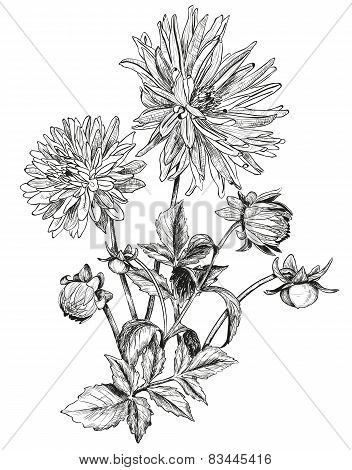 Sketch Of Beautiful Flowers Of Garden Asters