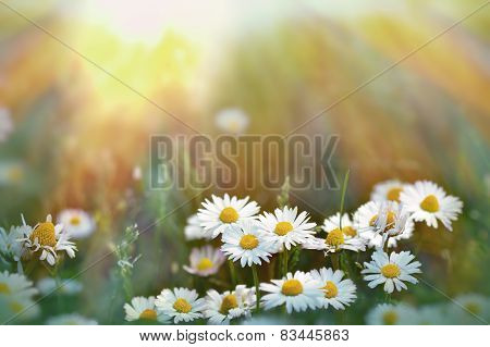 Daisy flowers in grass lit by sunlight
