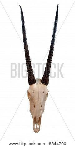 Lebka Oryx