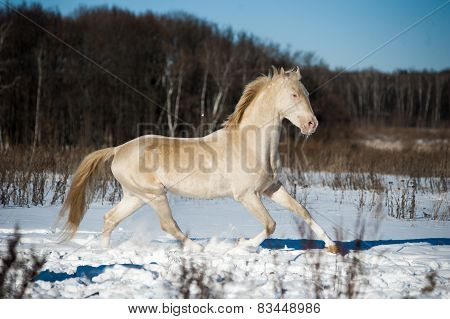 Beautiful Shining Perlino Akhal-teke Stallion In Snow