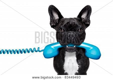 Dog Phone Telephone