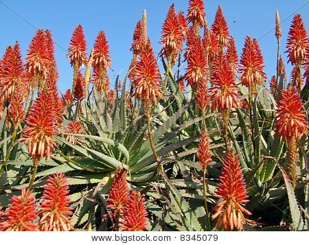Aloe tesisi