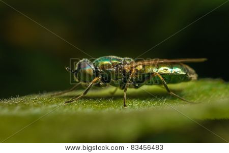 Black-Horned Gem Soldier Fly on a green leaf