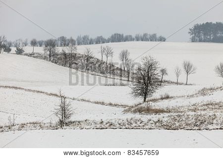 Trees In Field Covered By Snow. Winter Scenery