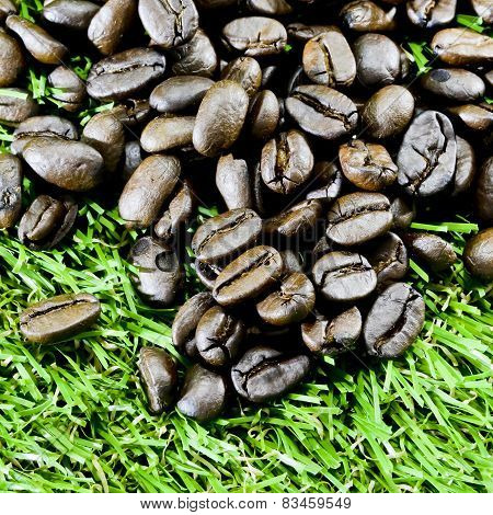Coffee Beans On Grass