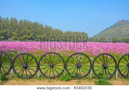 Cosmos Colorful Flower In The Field