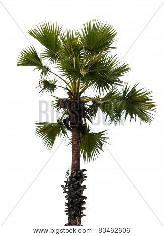 Plam Tree On Isolate White Background