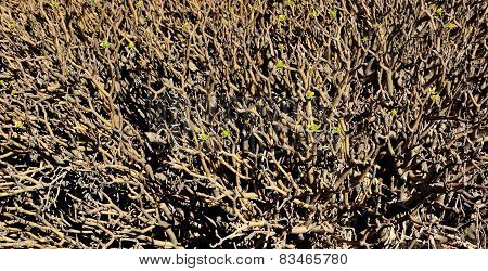 Eyphorbia Balsamifera, Lanzarote Island, Canary Islands, Spain