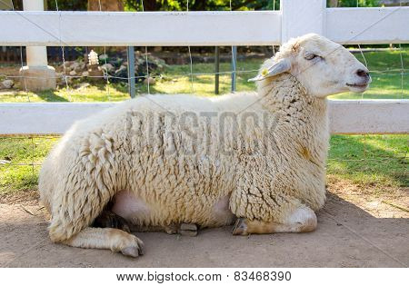 Closeup Of Long Wool Sheep On The Farm