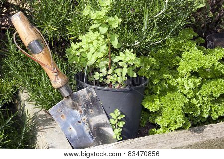 Stainless Steel Garden Trowel