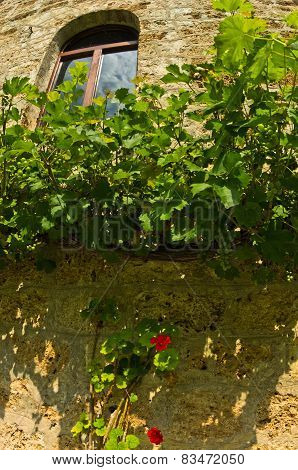 Detail of 13th century Ra?a monastery wall with vine and red flowers