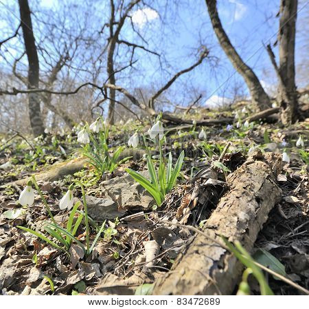 Fresh Snowdrops