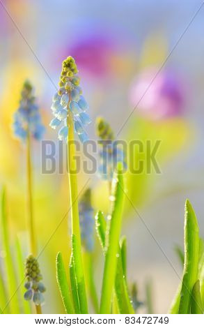 Muscari Neglectum Flowers