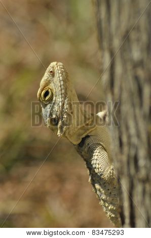 Lizard Basking In The Sun. Cold-blooded Reptile. Skin Covered With Scales.