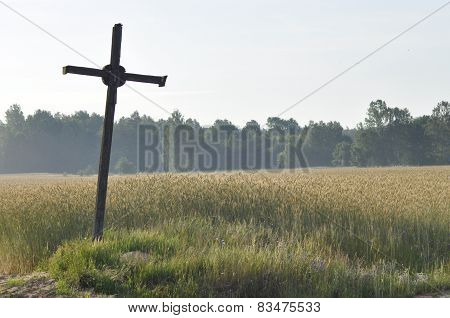 Grain In The Fields. Ripening Ears. Harvest And Grain Into Flour. Farms And Agriculture.
