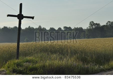 Grain In The Fields. Ripening Ears. Harvest And Grain Into Flour. Farms And Agriculture.