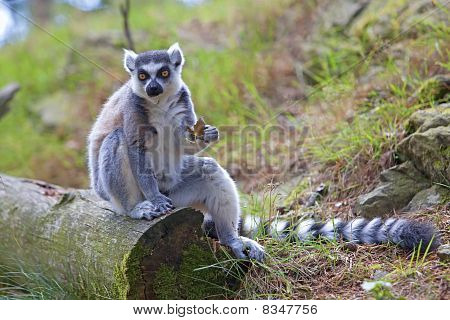 Lemur
