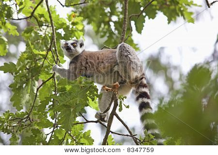 Lemur