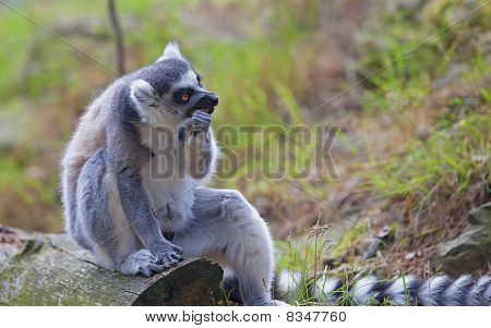Lemur