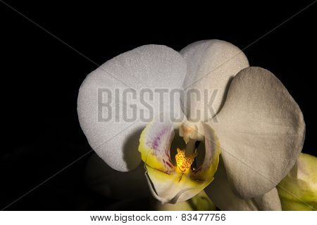 Little White Orchid