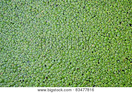 Duckweed Covered On The Water Surface For Background