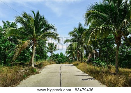 The road in the tropics surrounded by palm trees
