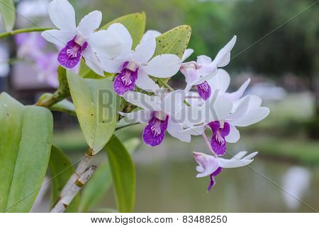 White Orchids