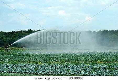 watering a cabbage field