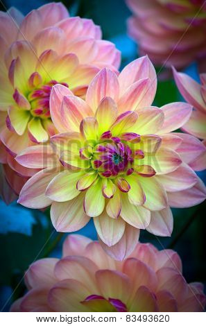 Closeup of a Beautiful Dahlia Flower in Vibrant Colors