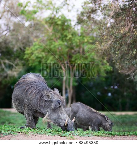 Warthogs