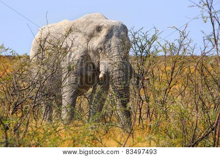 Isolated Bull Elephant in Etosha